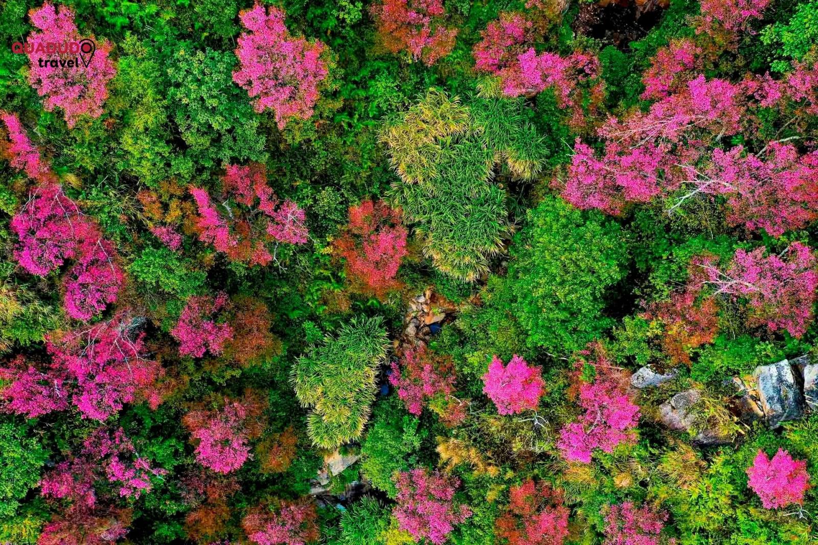 SẮC HOA TỚ DÀY MÙ CANG CHẢI YÊN BÁI